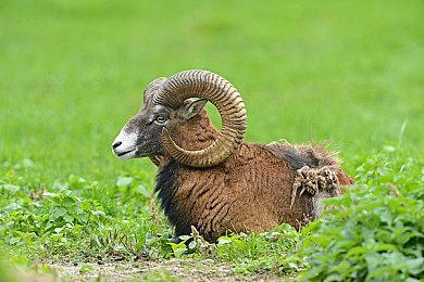 《我的世界》2021全球嘉年华公布 10月17日凌晨开启